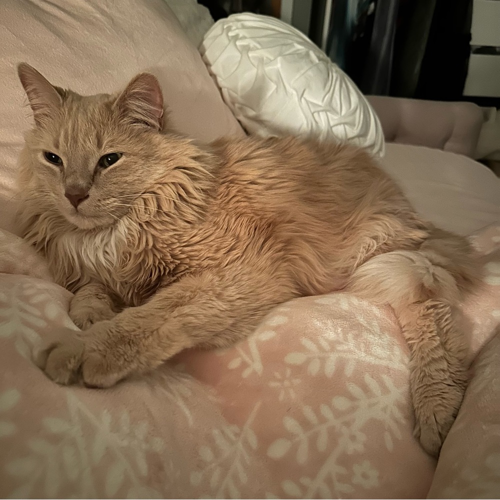 Meet your Posher, Tracy 👋🏻🛍️🐈🤩❤️ - Picture 2 of 3